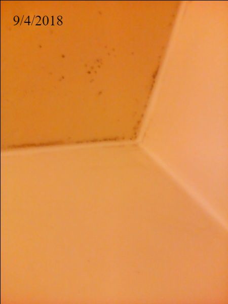 mouldphotoD.jpeg